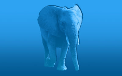 Model Risk Management & The Elephant in the Room